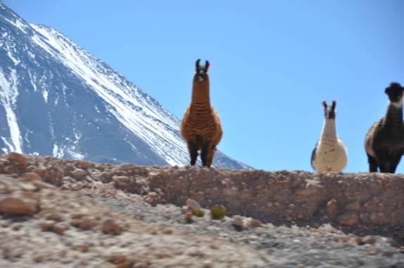 Lhamas ao pé de um vulcão extinto nos observam, a caminho de San Pedro de Atacama